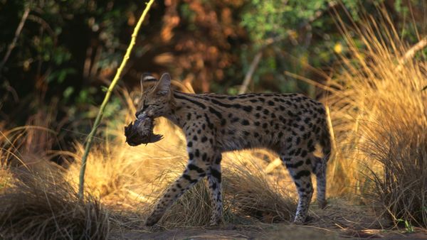 Epic Animal Encounters - Predators Large and Small
