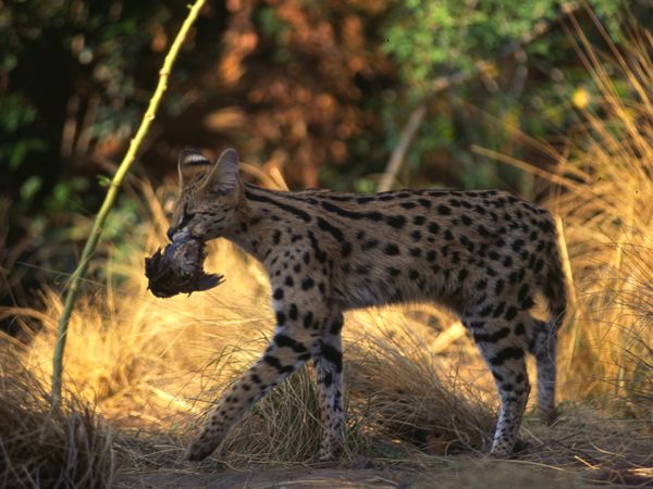 Epic Animal Encounters - Predators Large and Small