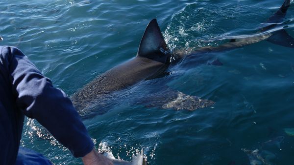 Epic Animal Encounters - Adventures at the Water’s Edge