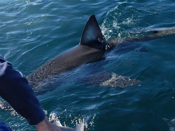 Epic Animal Encounters - Adventures at the Water’s Edge