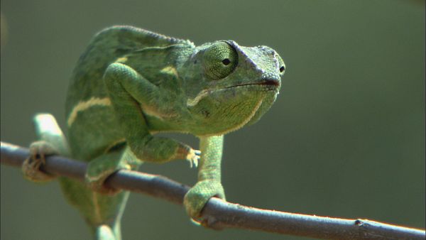 Epic Animal Encounters - Small and Not So Wild