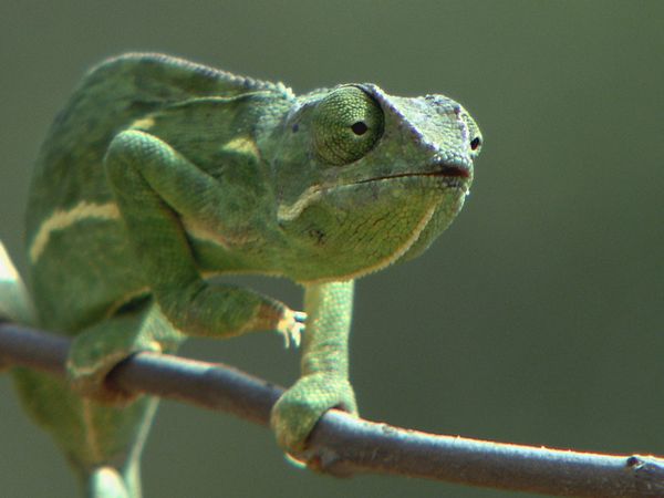 Epic Animal Encounters - Small and Not So Wild