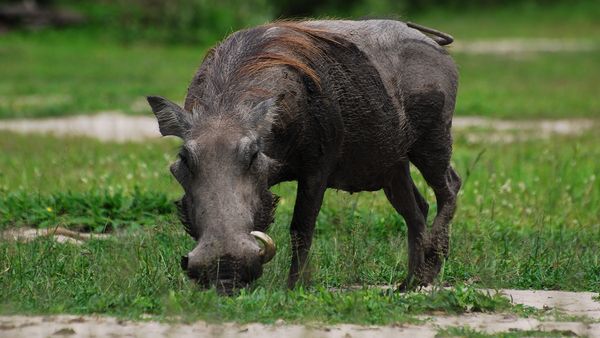 Epic Animal Encounters - Deadly Encounters