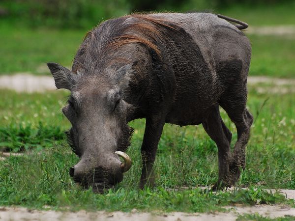 Epic Animal Encounters - Deadly Encounters