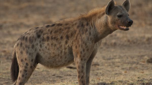 Epic Animal Encounters - Epic Battles