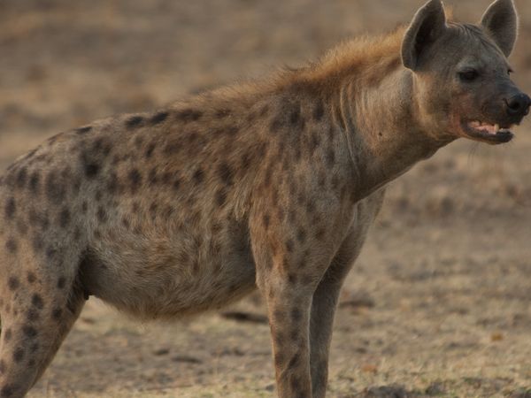 Epic Animal Encounters - Epic Battles
