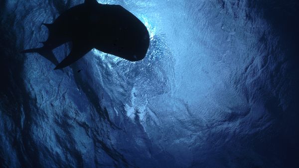 Epic Animal Encounters - Oppourtunists