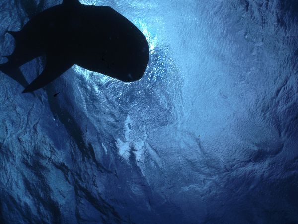 Epic Animal Encounters - Oppourtunists