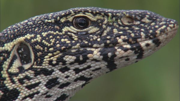 Epic Animal Encounters - Food Fights