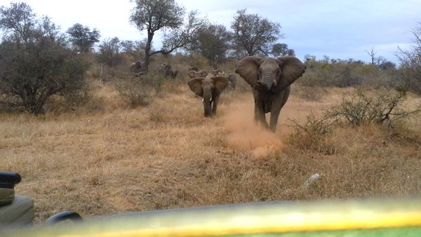 Epic Animal Encounters - Encounters Of A Different Kind