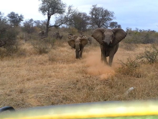 Epic Animal Encounters - Encounters Of A Different Kind