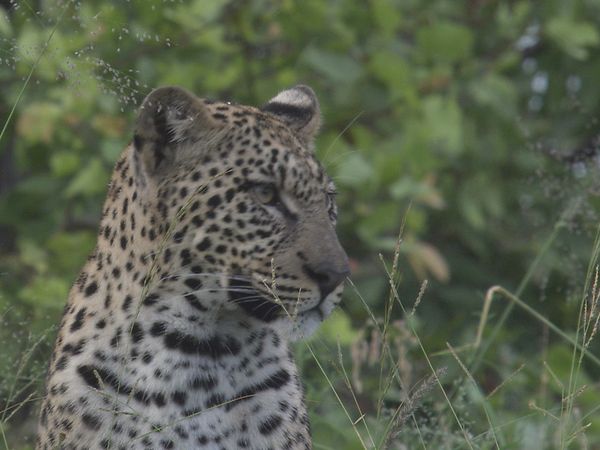 Epic Animal Encounters - Hit Squad