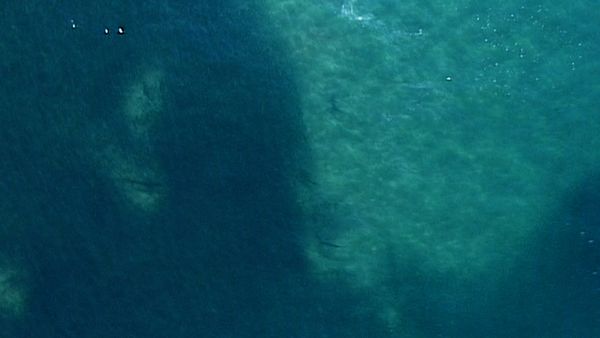 Ultimate Oceans - Sardine Run