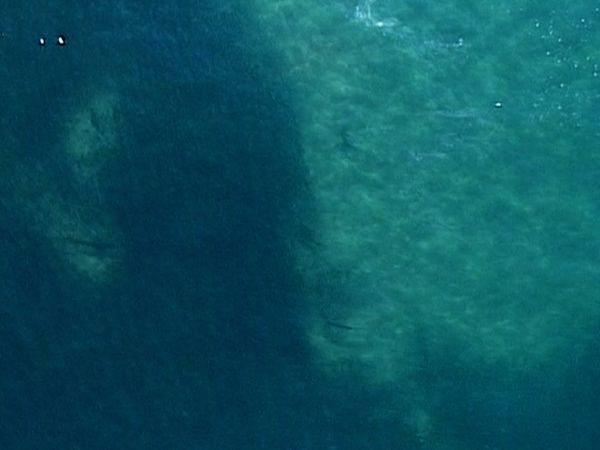 Ultimate Oceans - Sardine Run