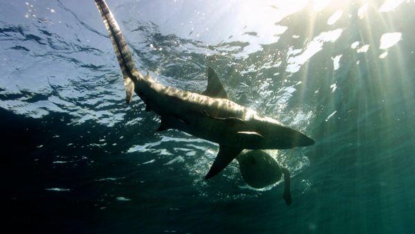 Ultimate Oceans - Sharks