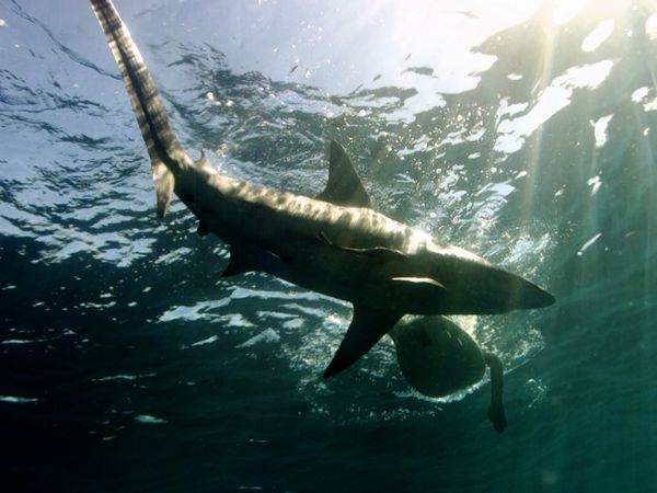 Ultimate Oceans - Sharks