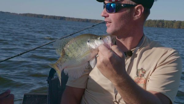 On the Hook - Reelfoot Lake, Tennessee