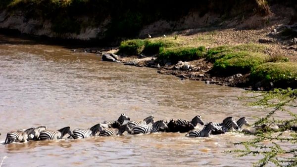 Adapt To Survive - Migrations