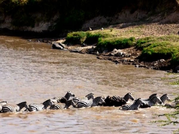 Adapt To Survive - Migrations
