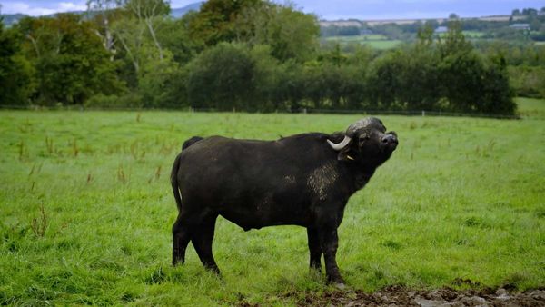 Hidden Ireland: County By County - Wexford