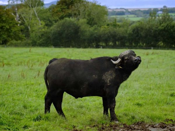 Hidden Ireland: County By County - Wexford