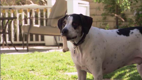 Dog Whisperer with Cesar Millan - Hurricane Hounds Part One
