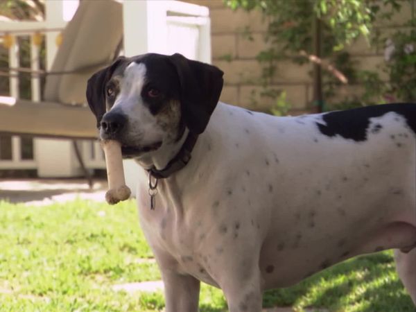 Dog Whisperer with Cesar Millan - Hurricane Hounds Part One