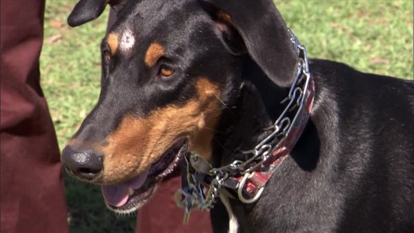 Dog Whisperer with Cesar Millan - Evil Queen