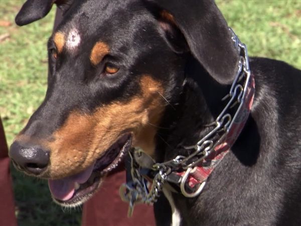 Dog Whisperer with Cesar Millan - Evil Queen