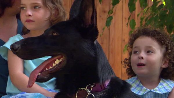 Dog Whisperer with Cesar Millan - Spike in the Heart