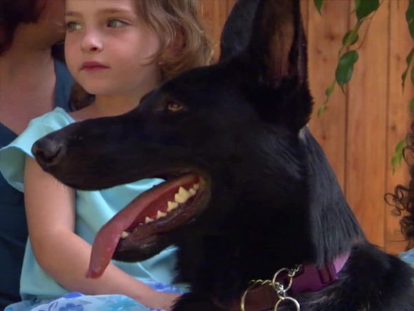 Dog Whisperer with Cesar Millan - Spike in the Heart