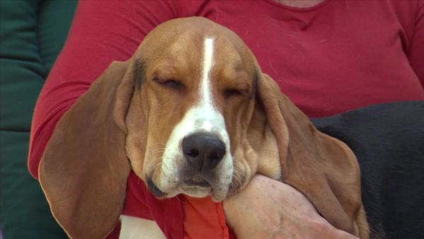 Dog Whisperer with Cesar Millan - Wild Things