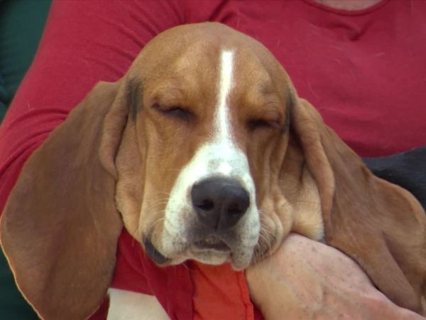Dog Whisperer with Cesar Millan - Wild Things