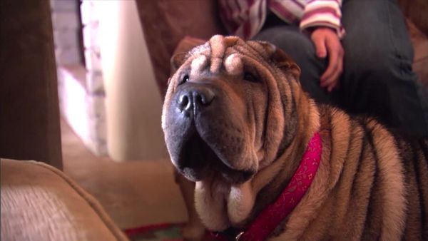 Dog Whisperer with Cesar Millan - Expecting Trouble