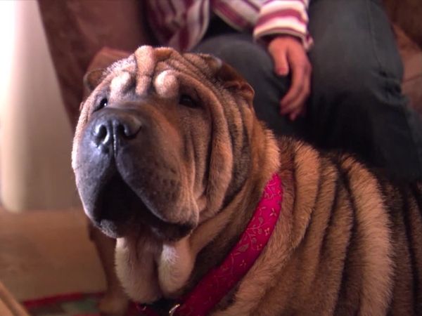 Dog Whisperer with Cesar Millan - Expecting Trouble