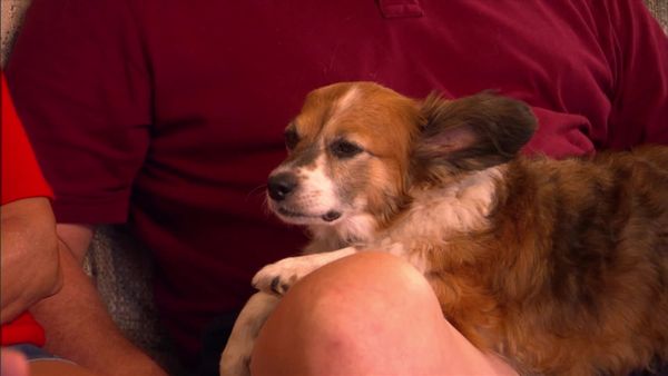 Dog Whisperer with Cesar Millan - Naughty Rotties