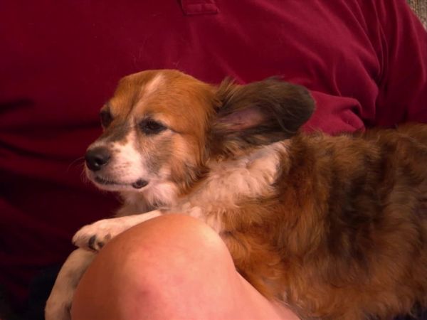 Dog Whisperer with Cesar Millan - Naughty Rotties