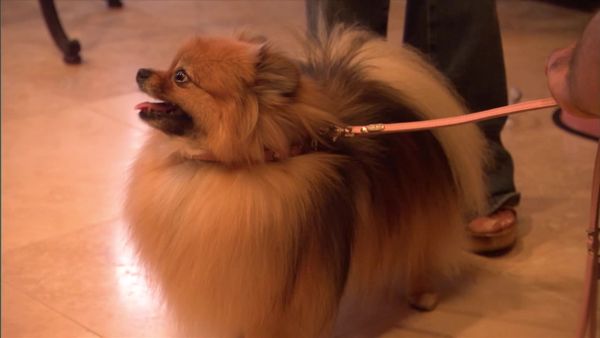 Dog Whisperer with Cesar Millan - La Laker Meltdown