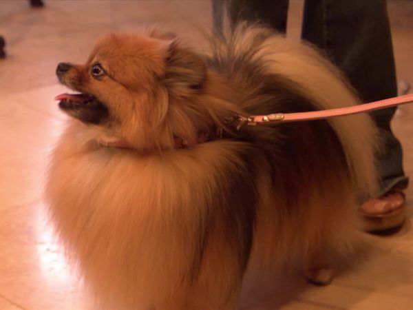 Dog Whisperer with Cesar Millan - La Laker Meltdown
