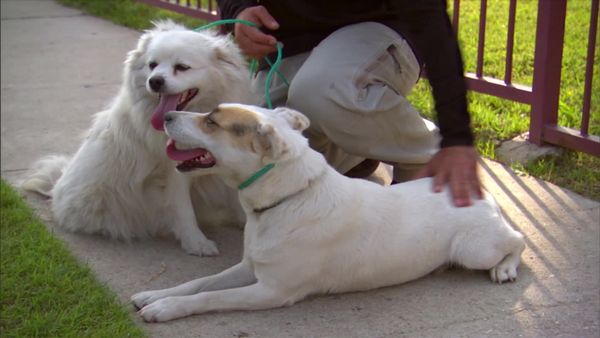 Dog Whisperer with Cesar Millan - Boogie-Boarding Beagle