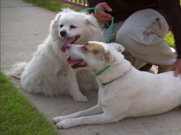Dog Whisperer with Cesar Millan - Boogie-Boarding Beagle