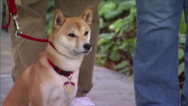 Dog Whisperer with Cesar Millan - Project Runaway