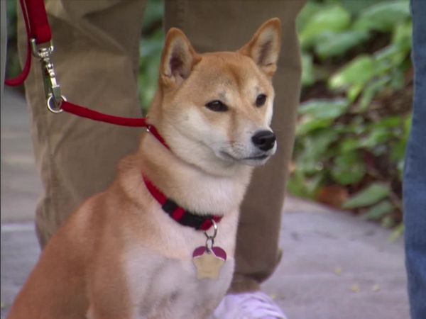 Dog Whisperer with Cesar Millan - Project Runaway