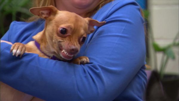 Dog Whisperer with Cesar Millan - Pups on Parole