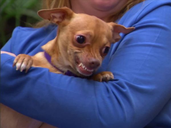 Dog Whisperer with Cesar Millan - Pups on Parole