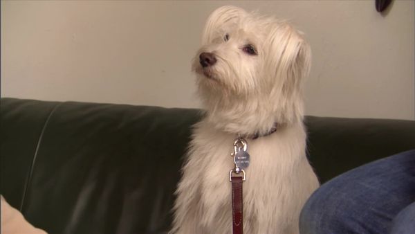 Dog Whisperer with Cesar Millan - Smashin' Punkin