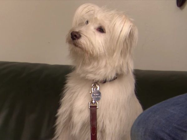 Dog Whisperer with Cesar Millan - Smashin' Punkin