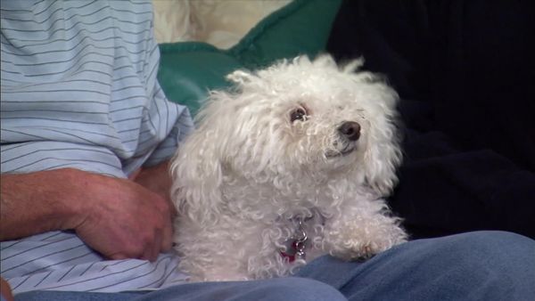 Dog Whisperer with Cesar Millan - The Other Woman