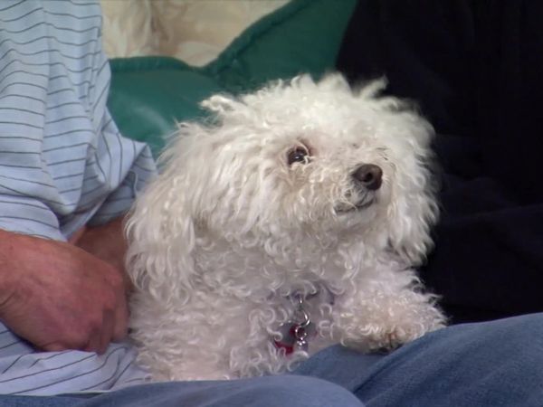 Dog Whisperer with Cesar Millan - The Other Woman