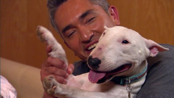 Dog Whisperer with Cesar Millan - The Incredible Hulk